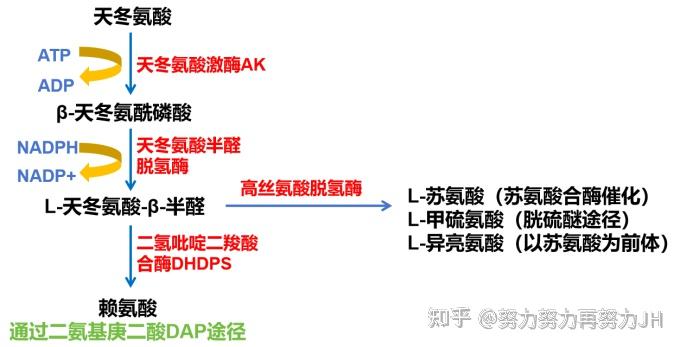天冬氨酸的代谢过程 - 知乎