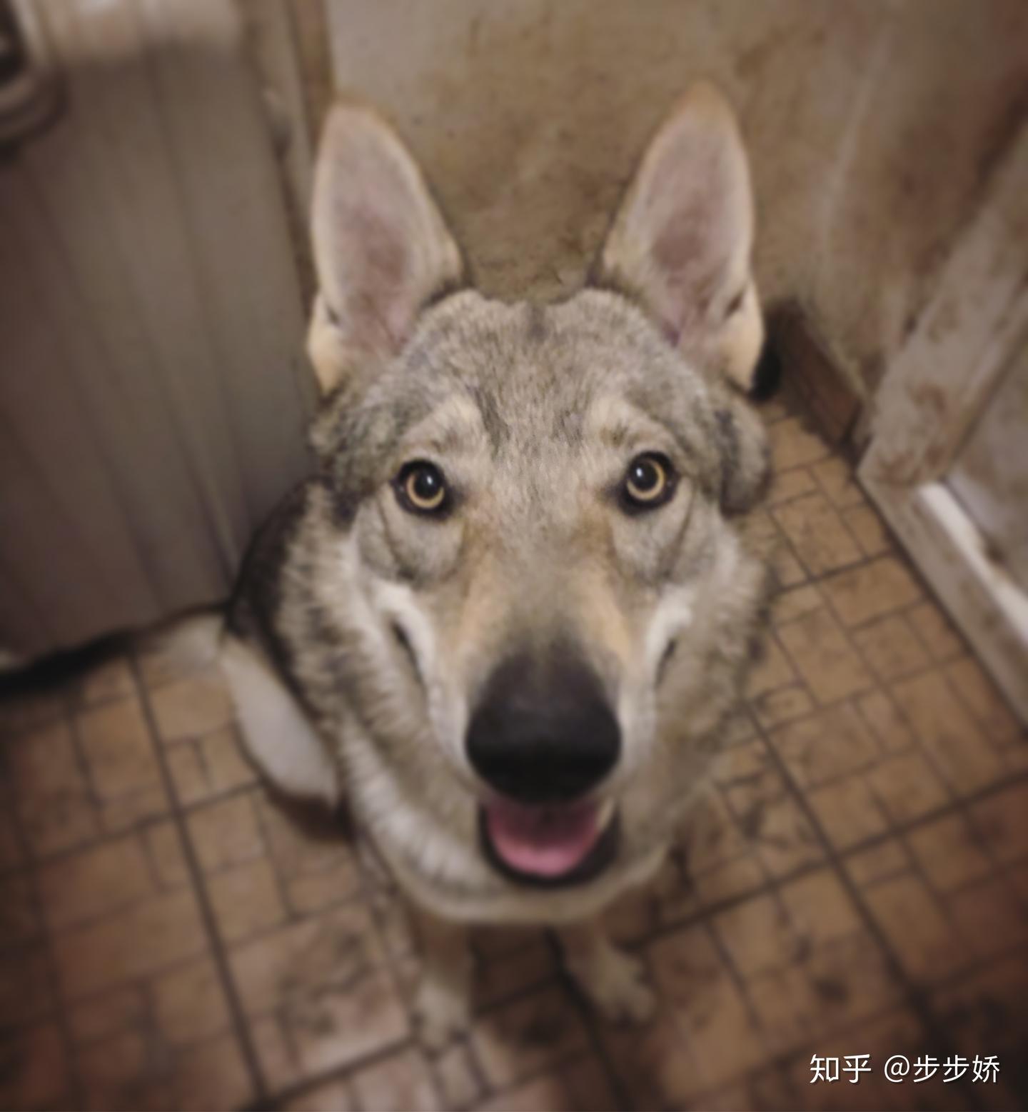 捷克狼犬到底是什么样的狗狗 - 知乎