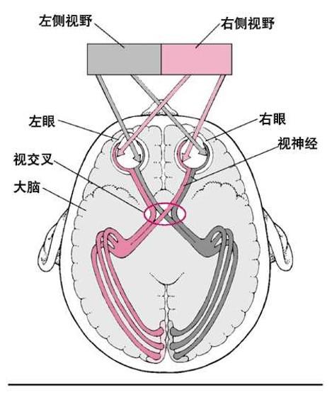 专辑神经系统神经传导通路怎么学④视觉传导通路和瞳孔对光反射