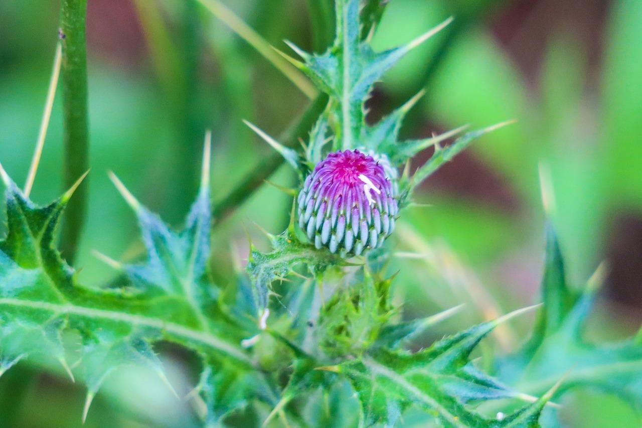 怀来菩提泉是什么