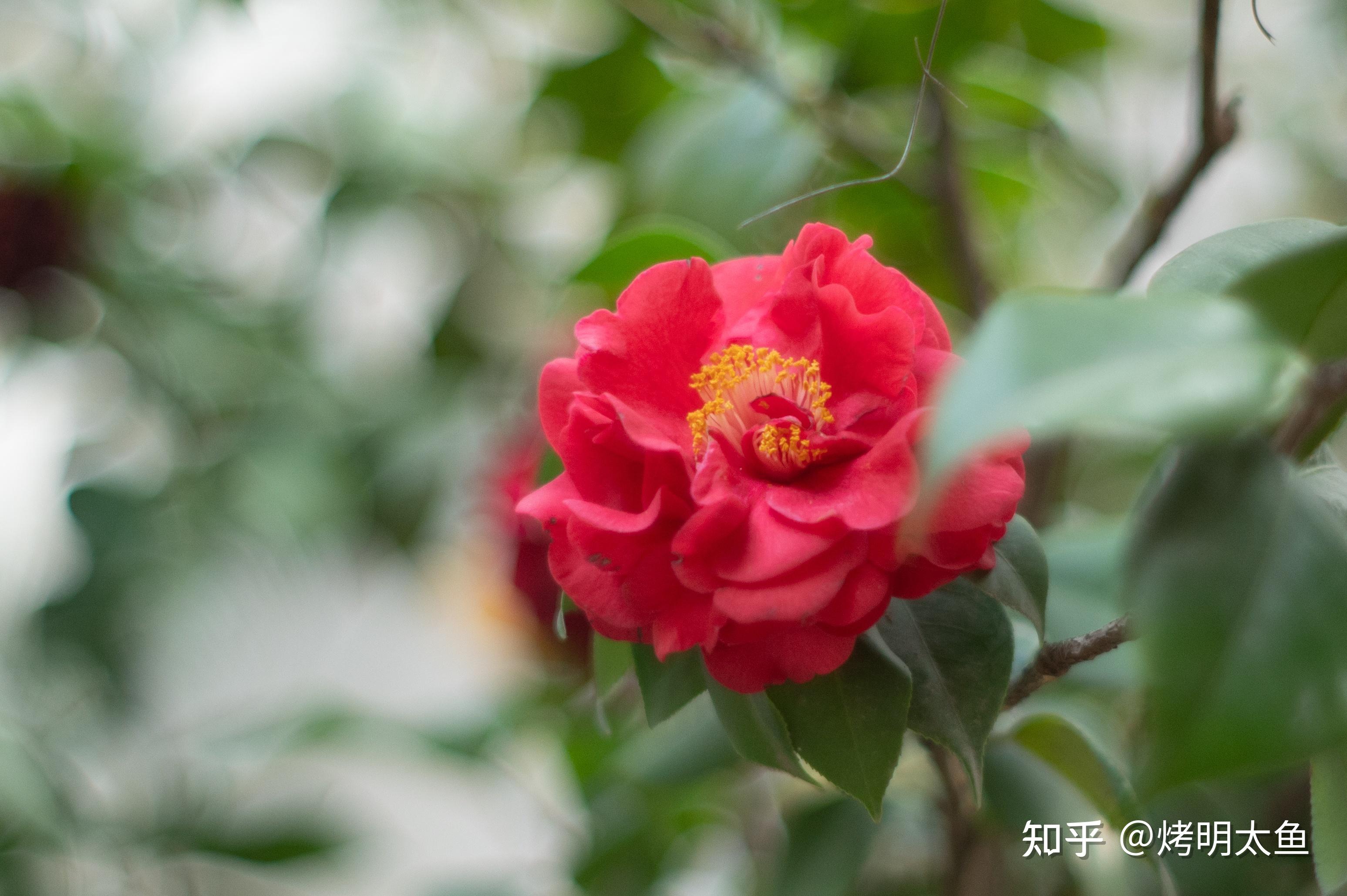 如何让拍摄的画面更锐利? - 知乎