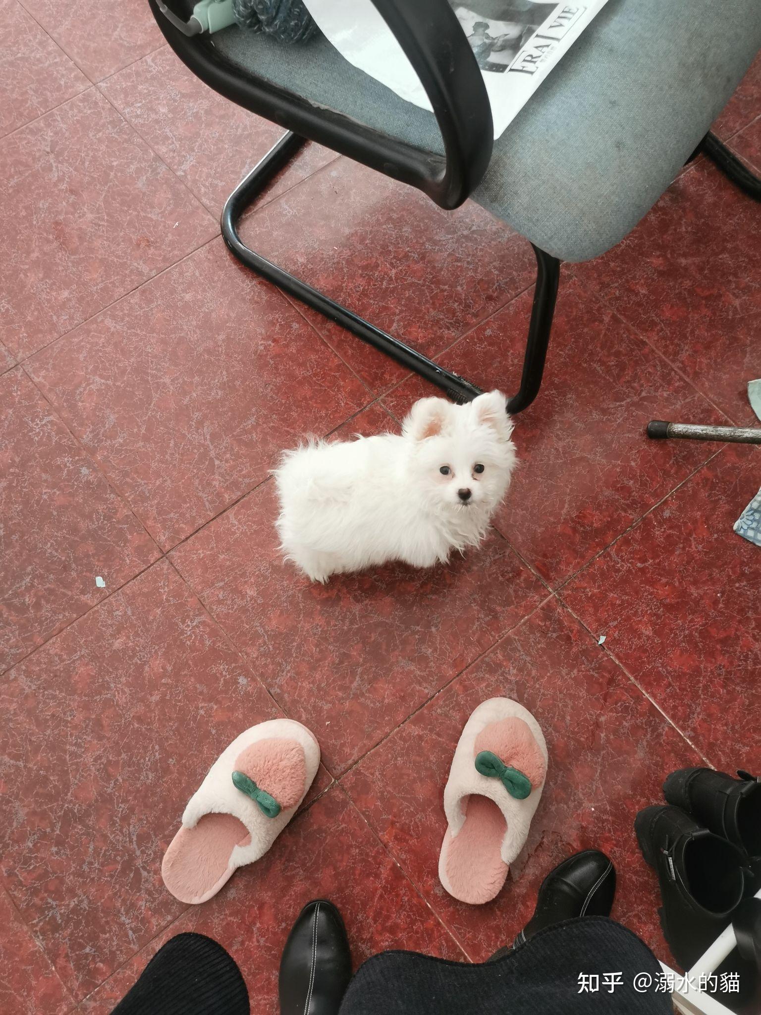 博美和比熊的串串能长多大?成犬什么样子? - 知乎