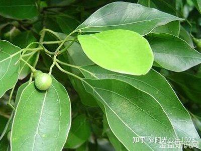 樟树叶的功效与作用 - 知乎
