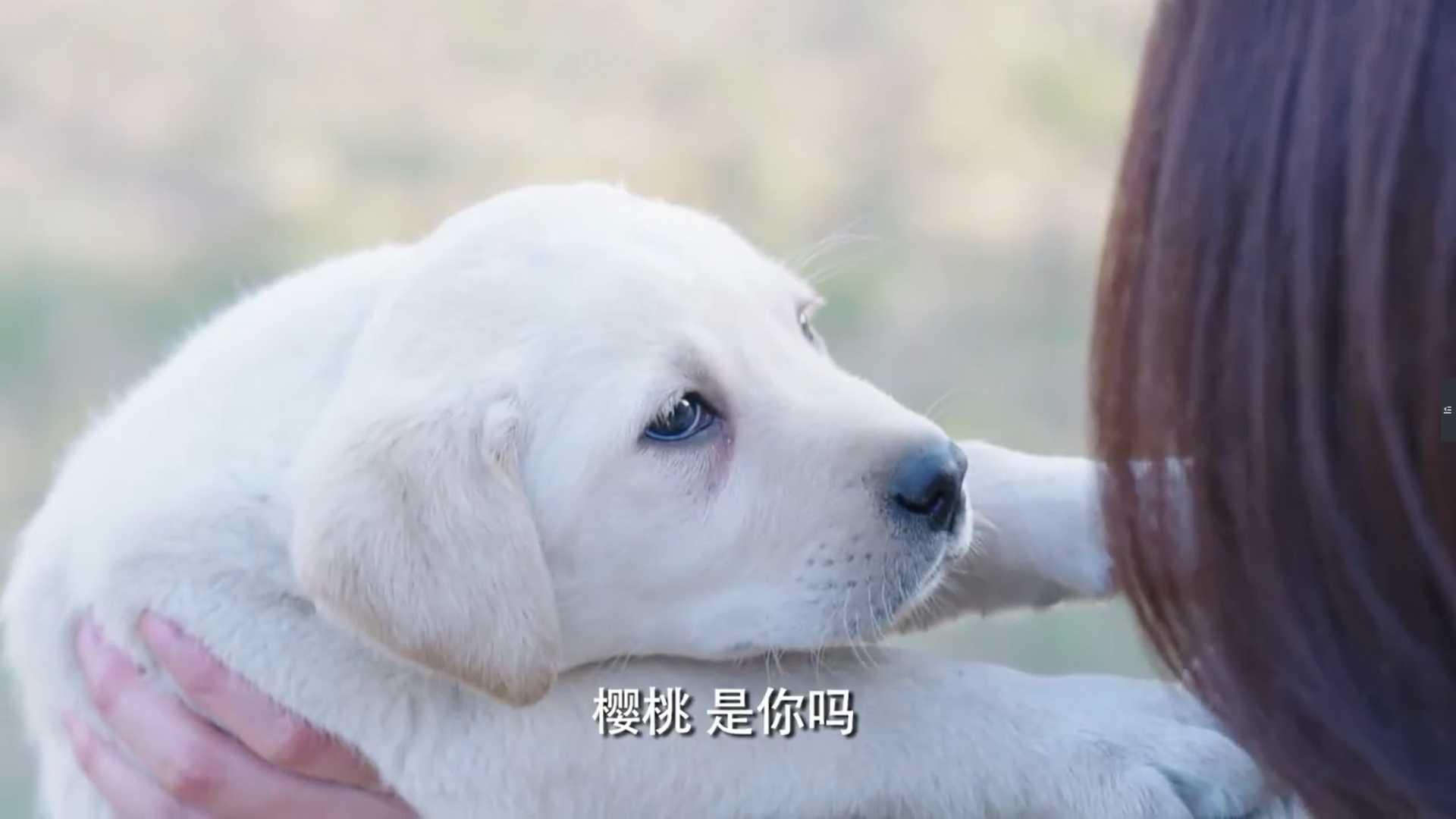 姝寒回归警犬基地小樱桃意外惊喜出现姝寒当场瞬间泪奔