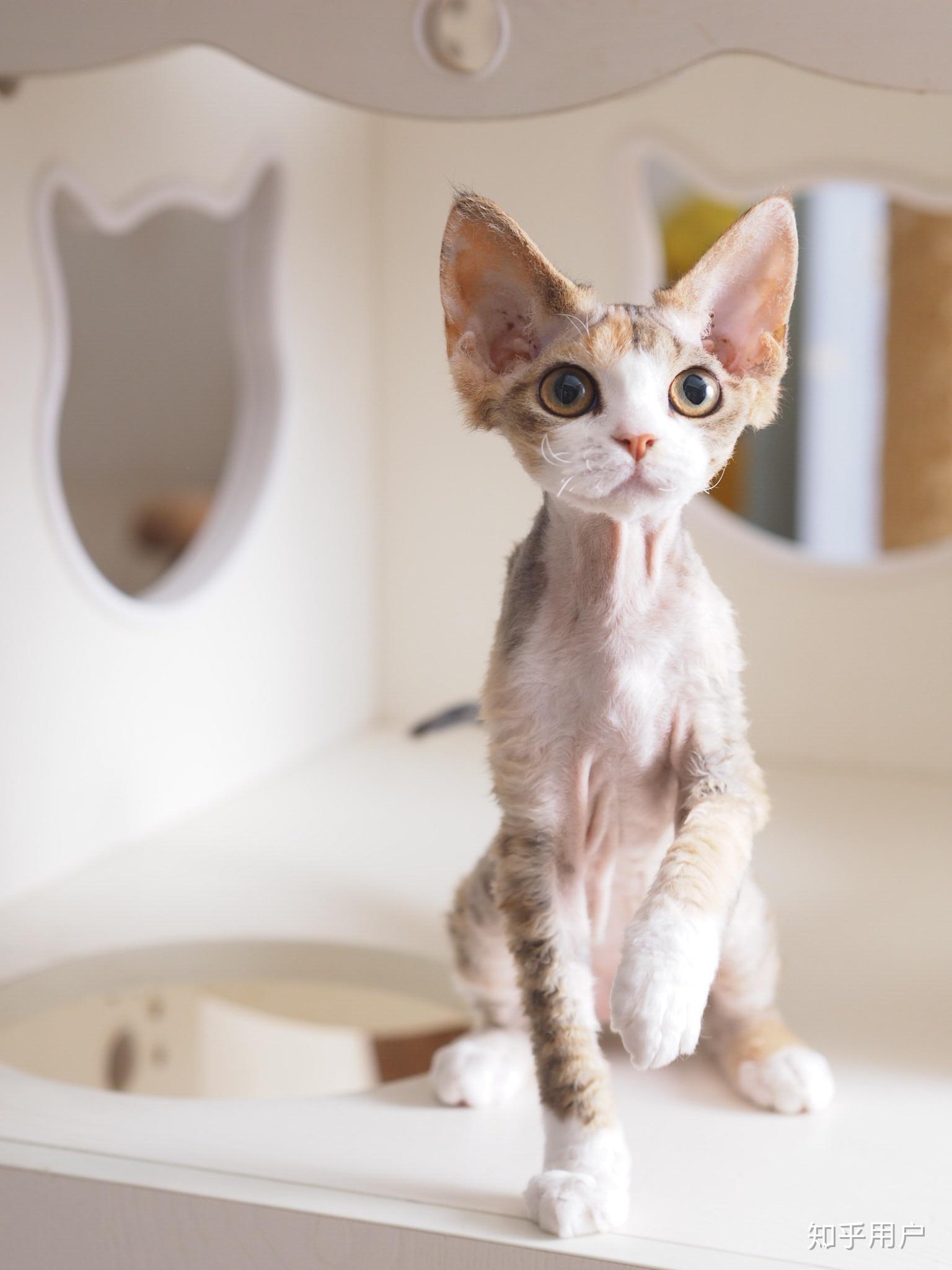 给你家德文卷毛猫拍过哪些好看的照片