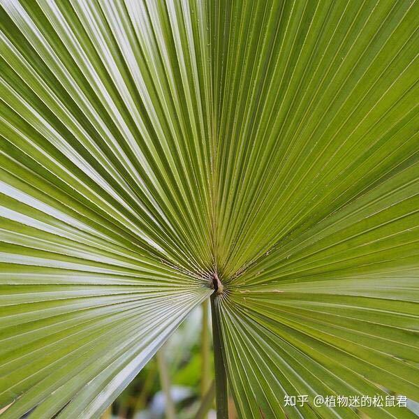 这些叶片太魔性,我也就看了20来遍而已! - 知乎