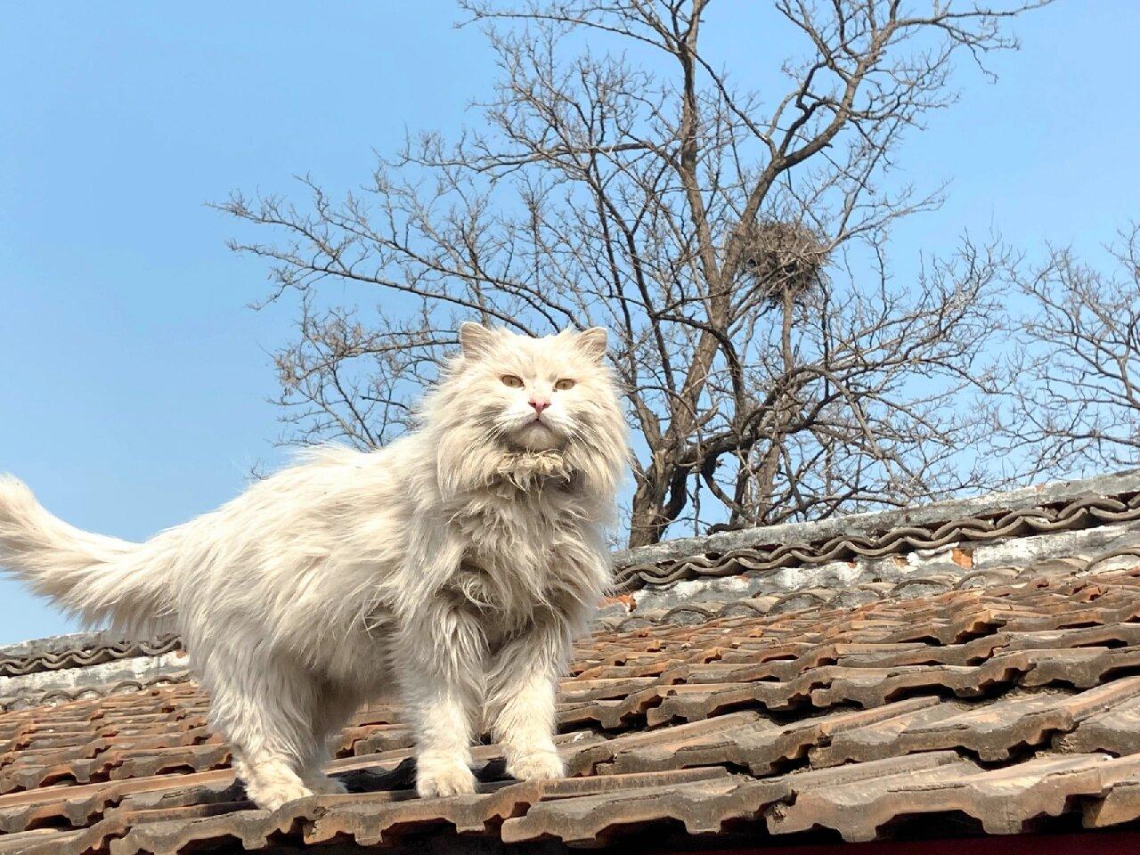 临清狮子猫:国产白猫永远的神! - 知乎