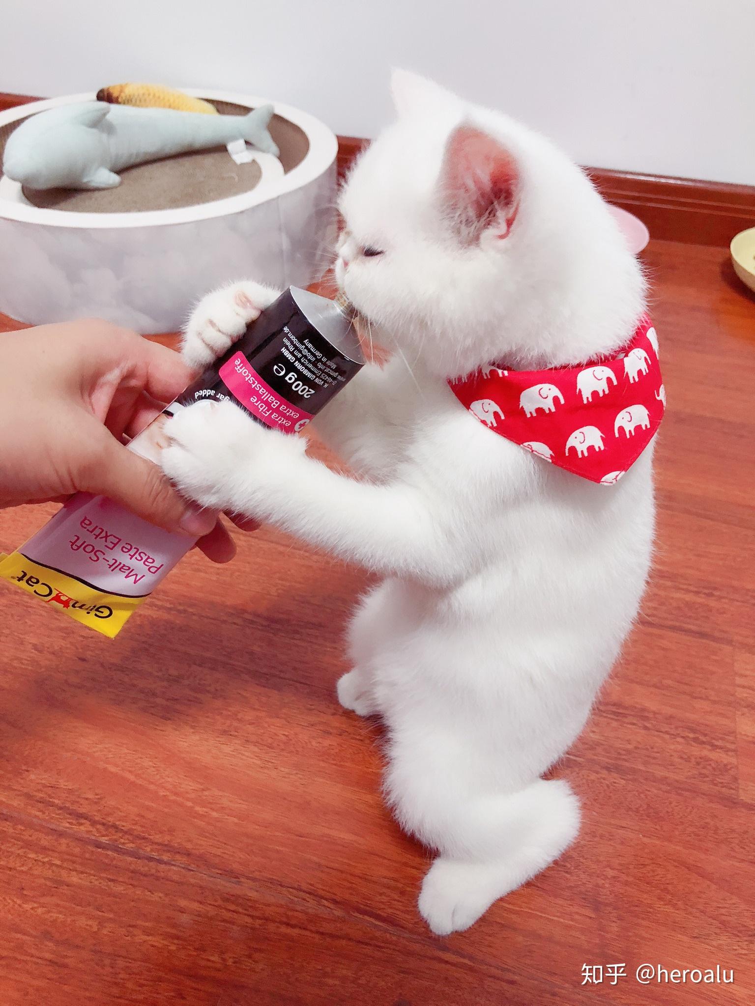 男生养猫是种什么体验