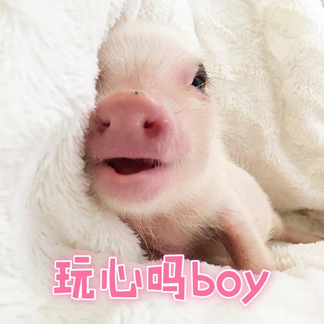 有哪些猪的搞笑图片或者表情包? - 知乎