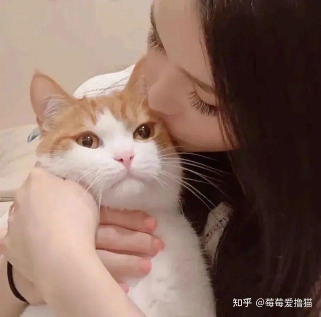 求一对猫咪情侣头像