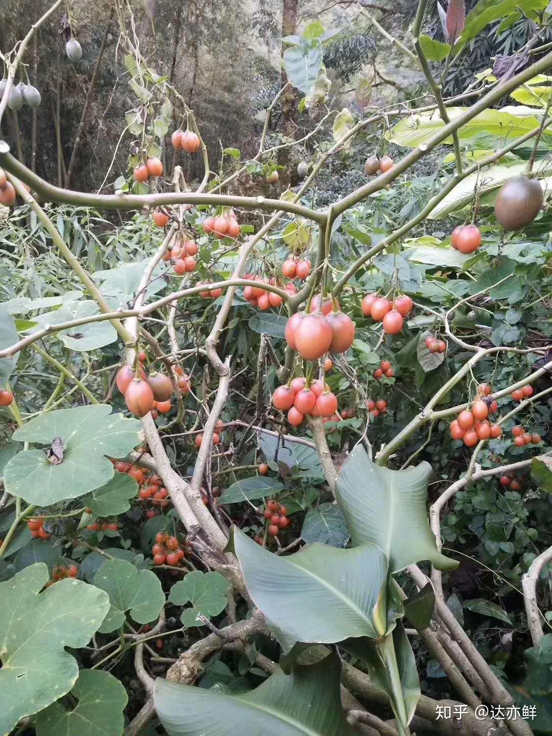 云南树酸汤果一种长在树上的番茄水果不认识它的人说它是百香果