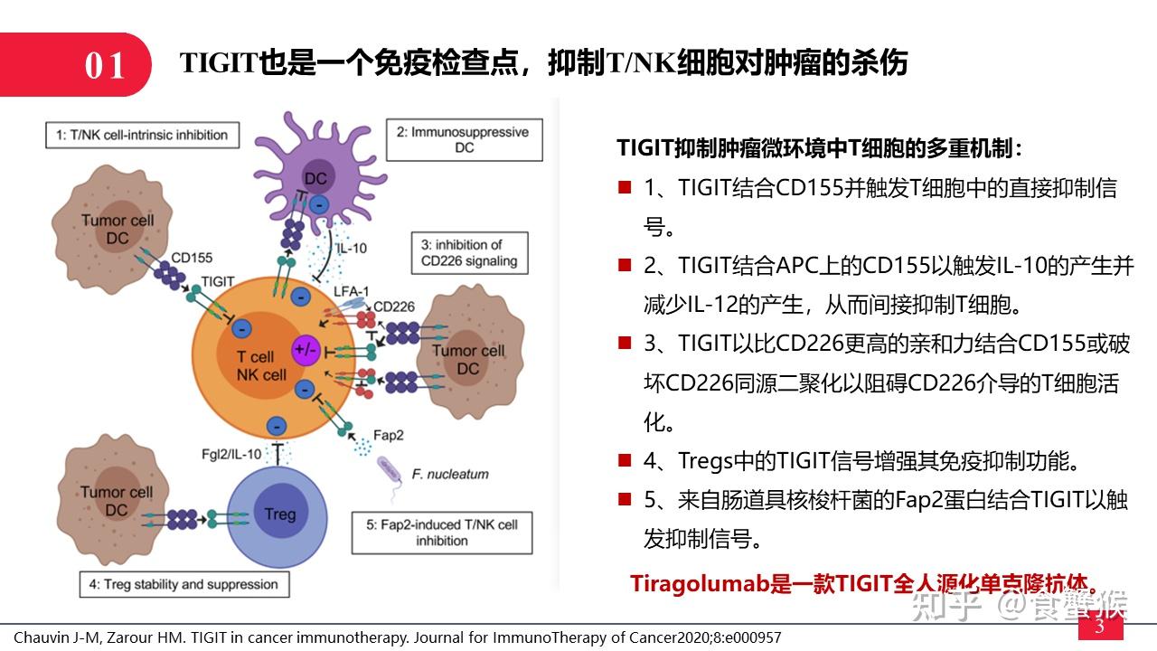 Tiragolumab HCC tiragolumab-hcc