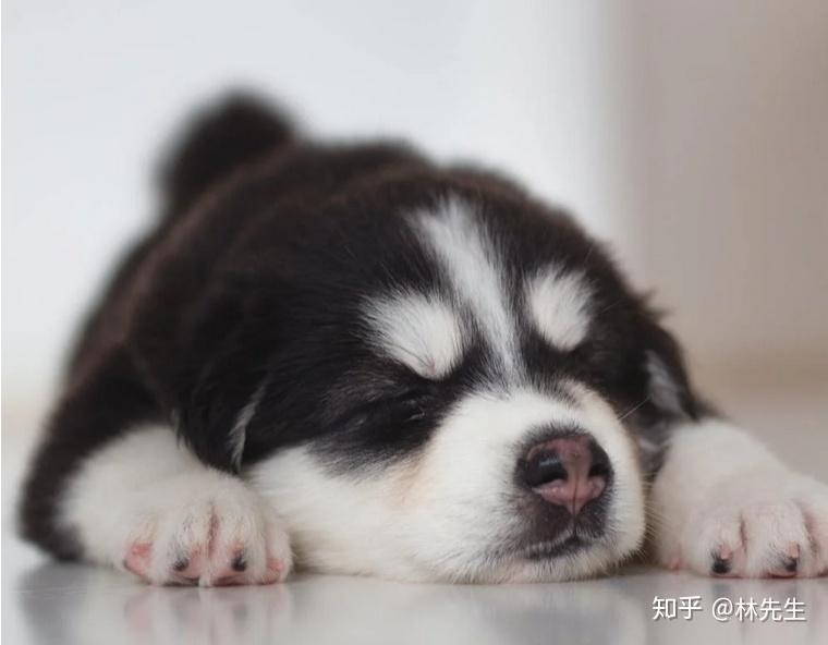 狗为啥怕猫呢 v2-71ce3a217841e43e89d80f4a0940c678_r.jpg