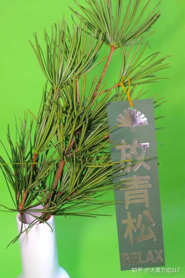 超级植物公司放青松 - 知乎