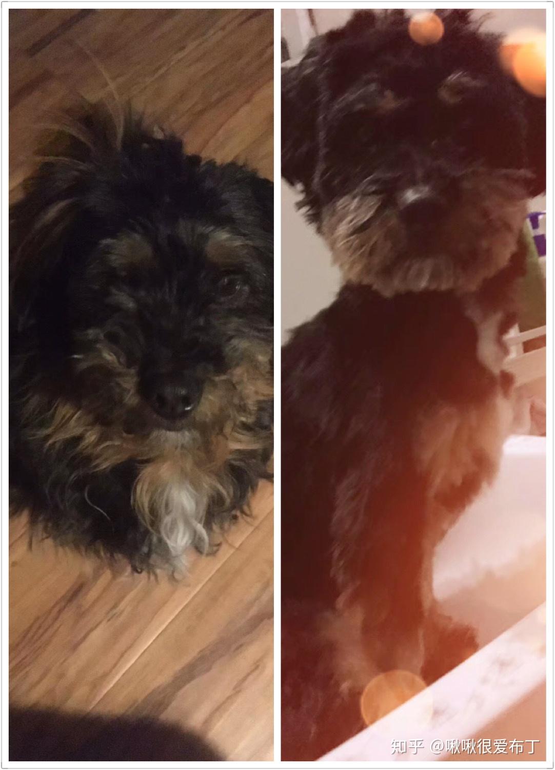 柯基跟泰迪串串会是什么样的? - 知乎