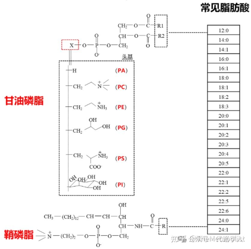 代谢学人——Cell Metabolism：胆碱转运供碳新，线粒体中贯通循 - 知乎
