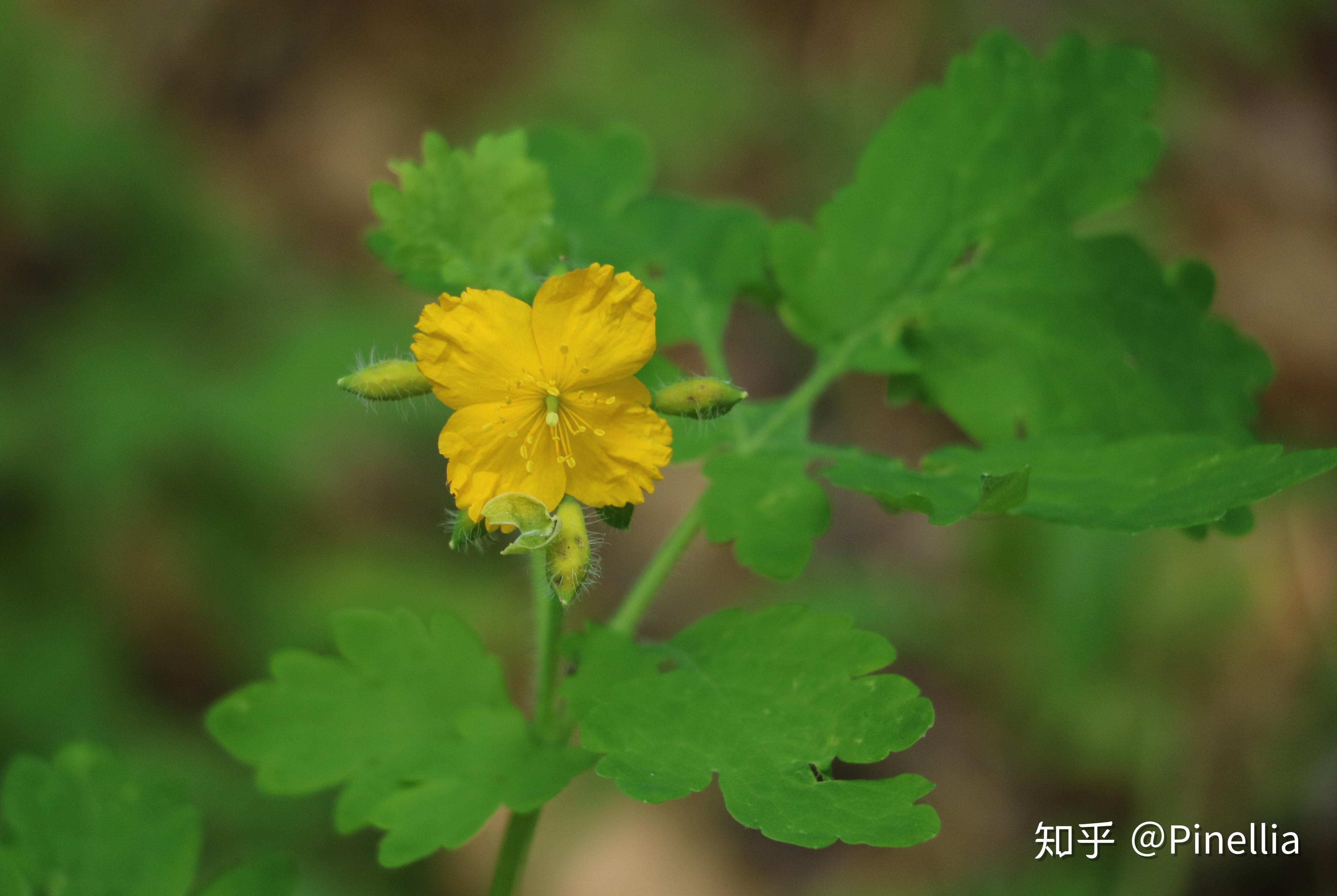 自然足跡京花煙雲上百花山