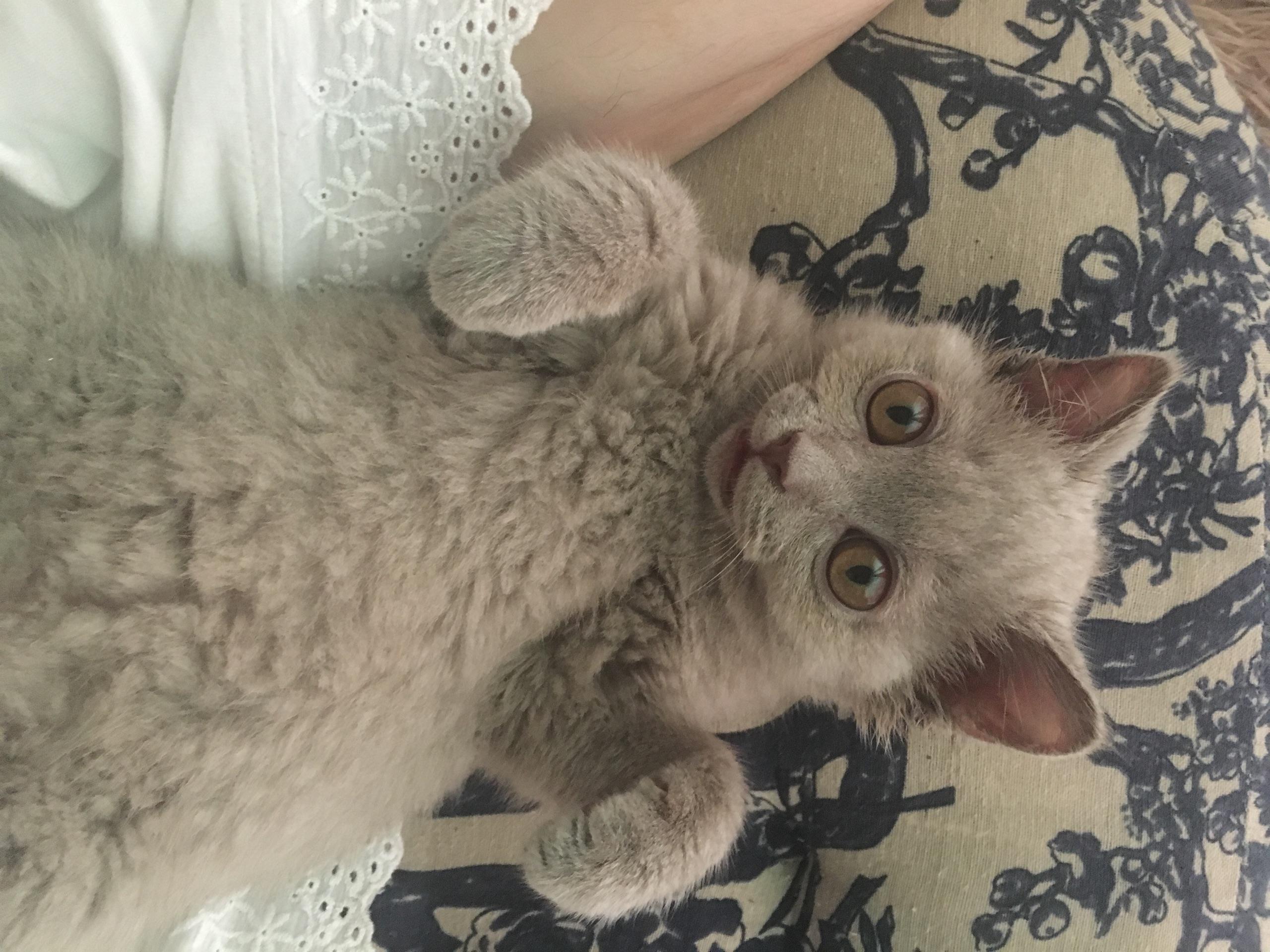 猫咪尴尬期有多尴尬