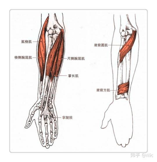 功能:近固定时,使肘关节屈,并使前臂内旋或外旋和保持中立位