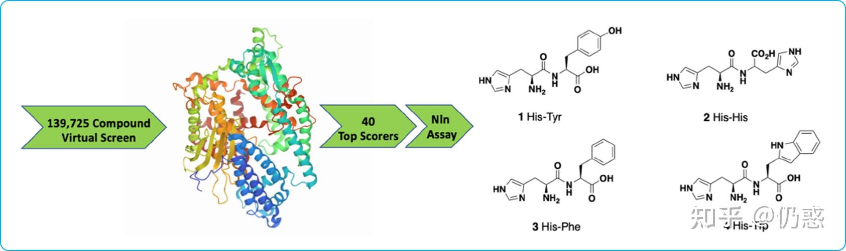 並對得分top40的化合物進行分析,發現具有組氨酸骨架的二