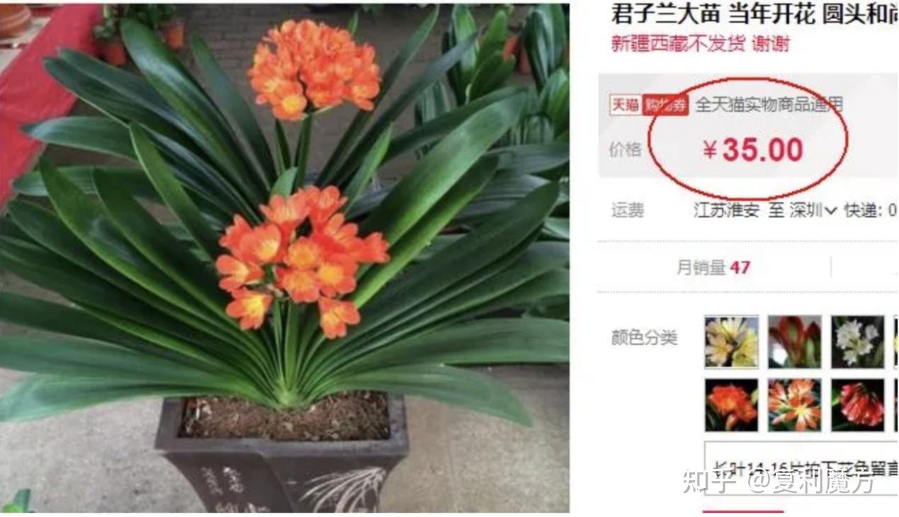第十五节：君子兰、普洱茶、邮币卡、藏獒泡沫启示：要财富，先研究泡沫（第三章提高投资认知） - 知乎