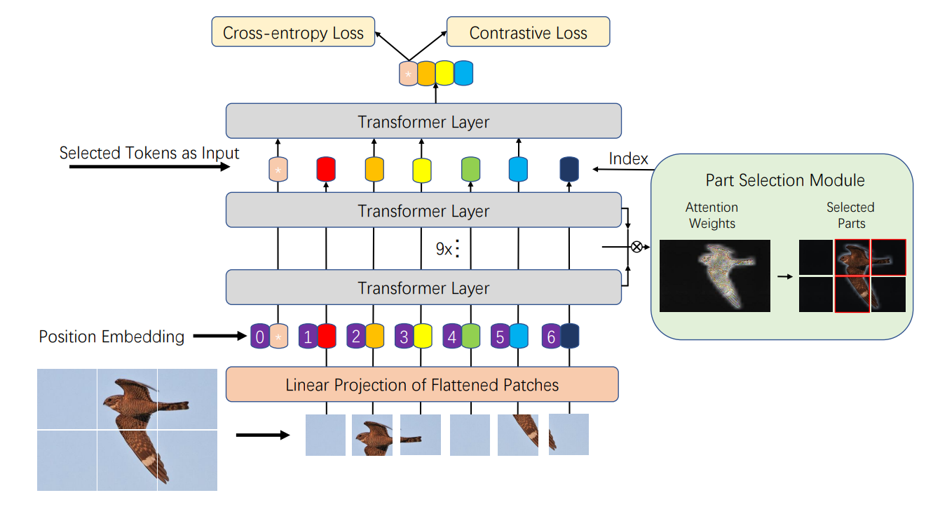 带你读AI论文丨用于细粒度分类的Transformer结构—TransFG 带你读AI论文丨用于细粒度分类的Transformer结构—TransFG