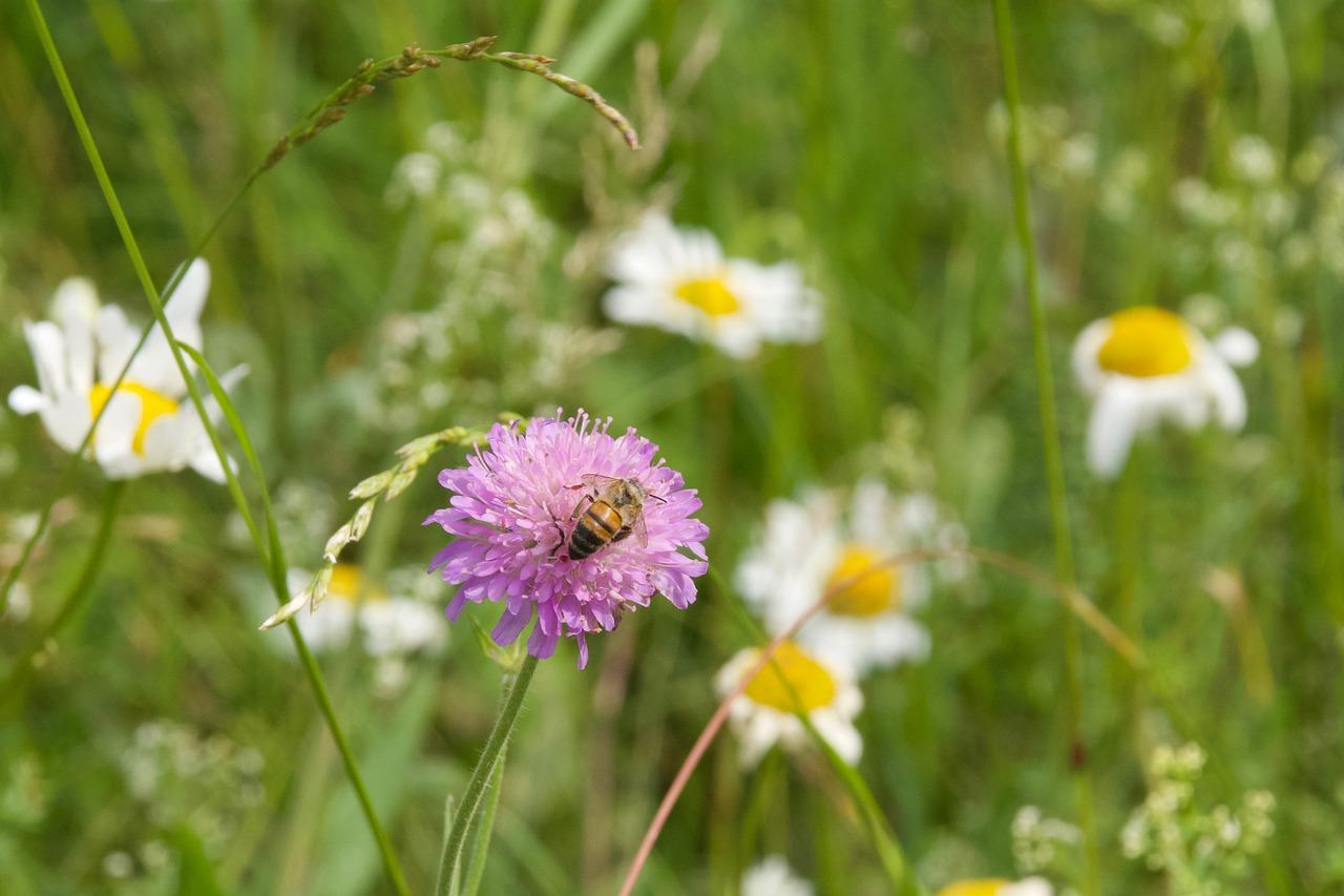 4. 菊花枕保养指南