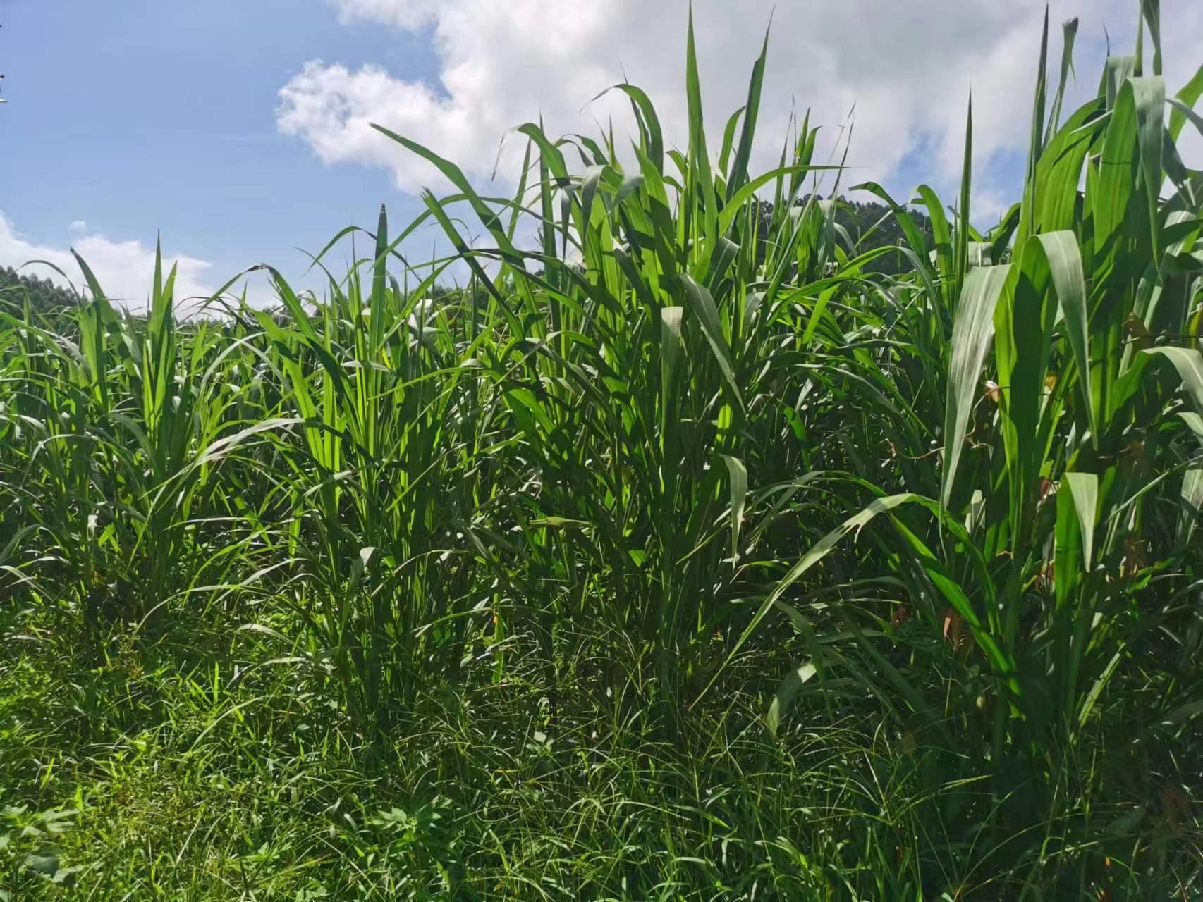 叶植物,为一年生或多年生草本,根须状,没有主根,果实(或种子)称为颖果