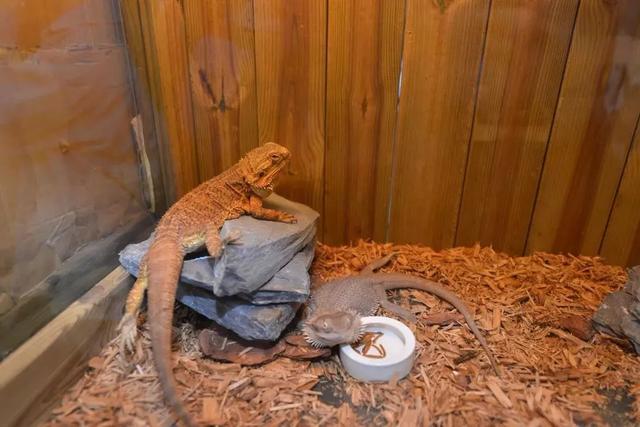 2019海峡两岸宠物产业博览会在厦门佰翔会展中心顺利举行