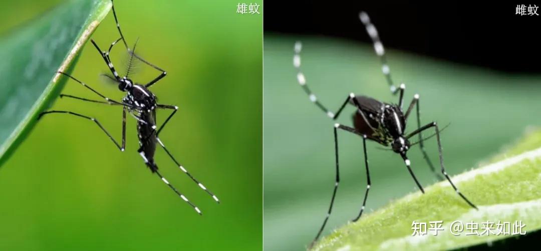 称霸蚊界，堪称最毒，带你了解白纹伊蚊 - 知乎