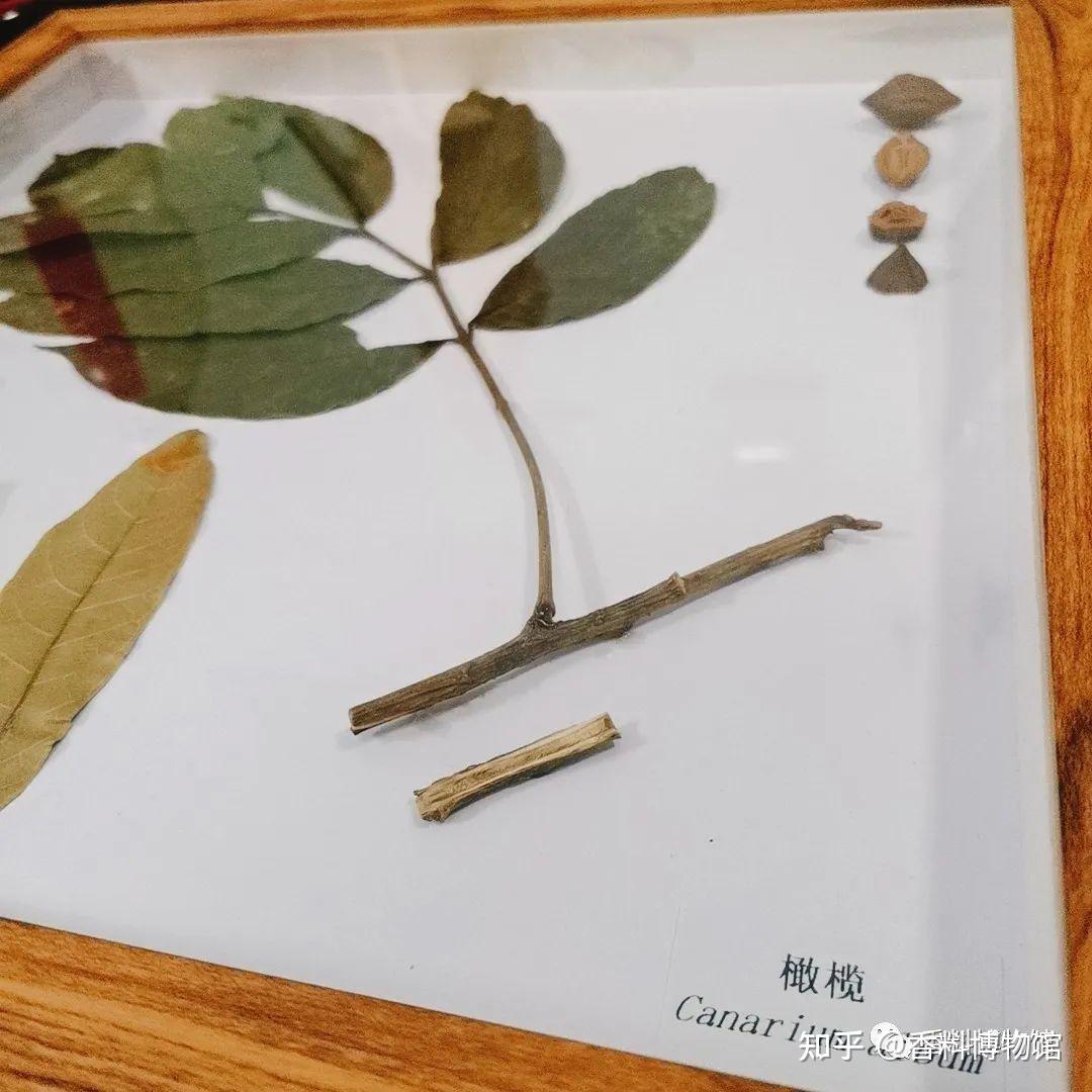 一种不神圣的神圣香料——秘鲁圣木 - 知乎
