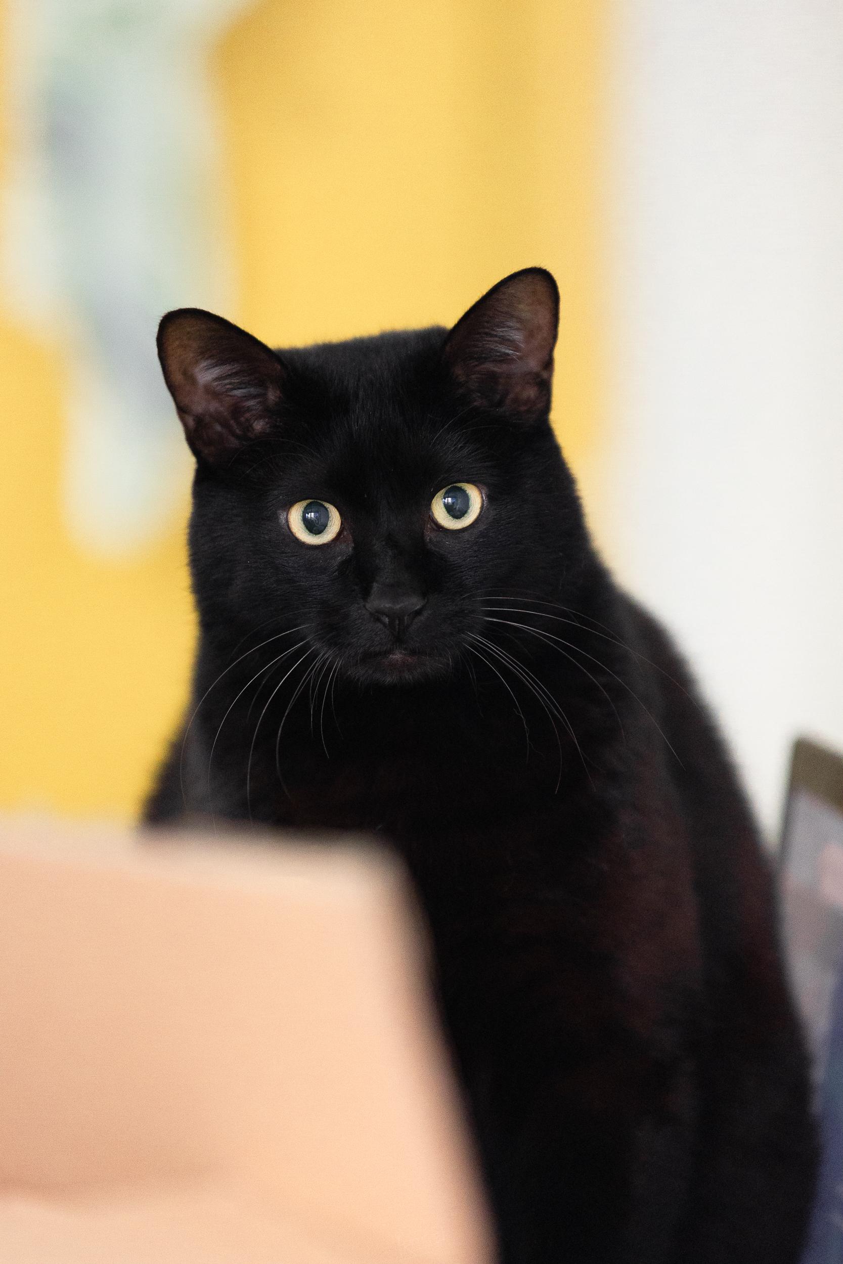 大多数猫都喜欢吃鱼吗? - 知乎