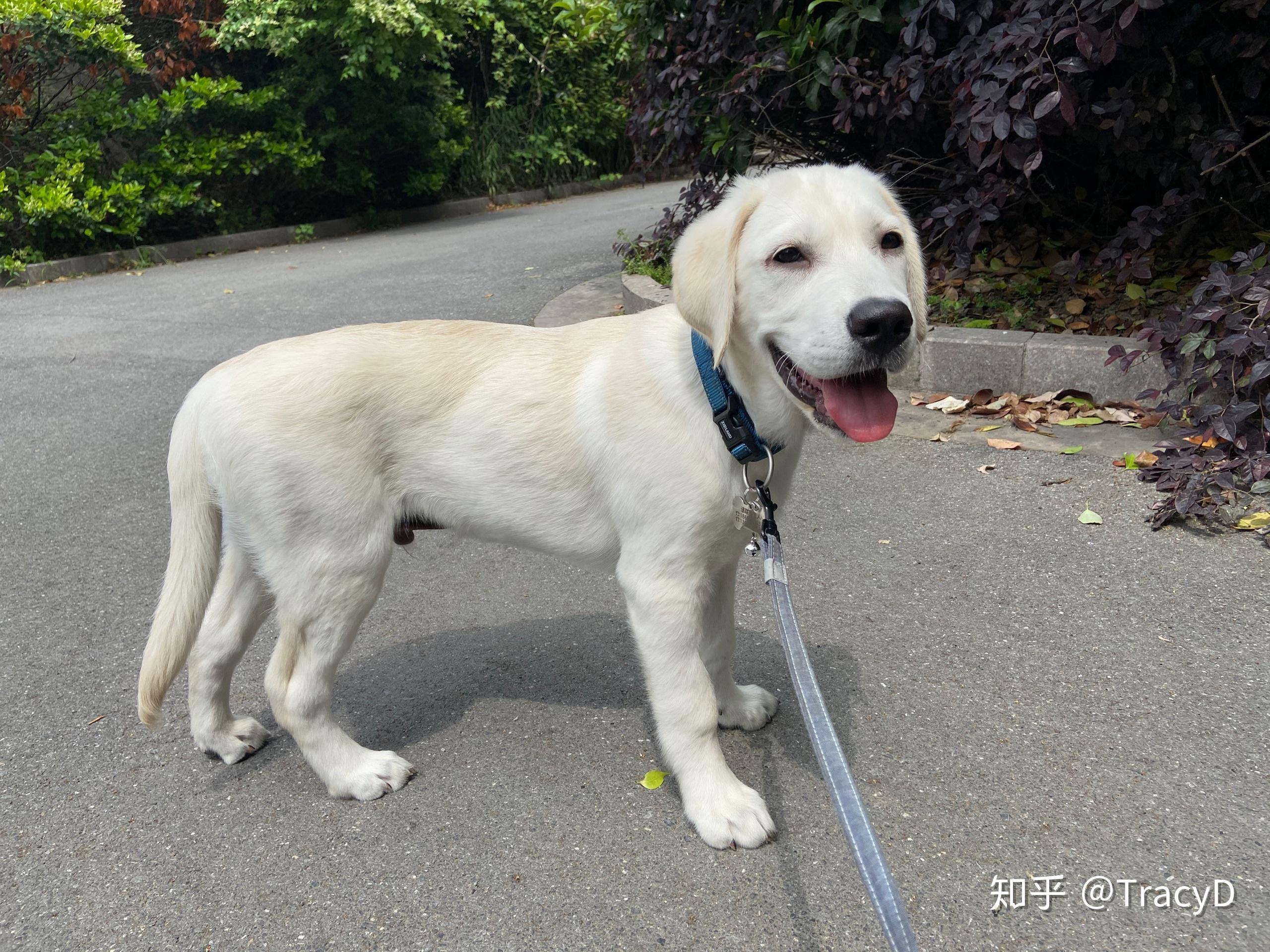 怎么喂养5个月大的纯种拉布拉多犬? - 知乎