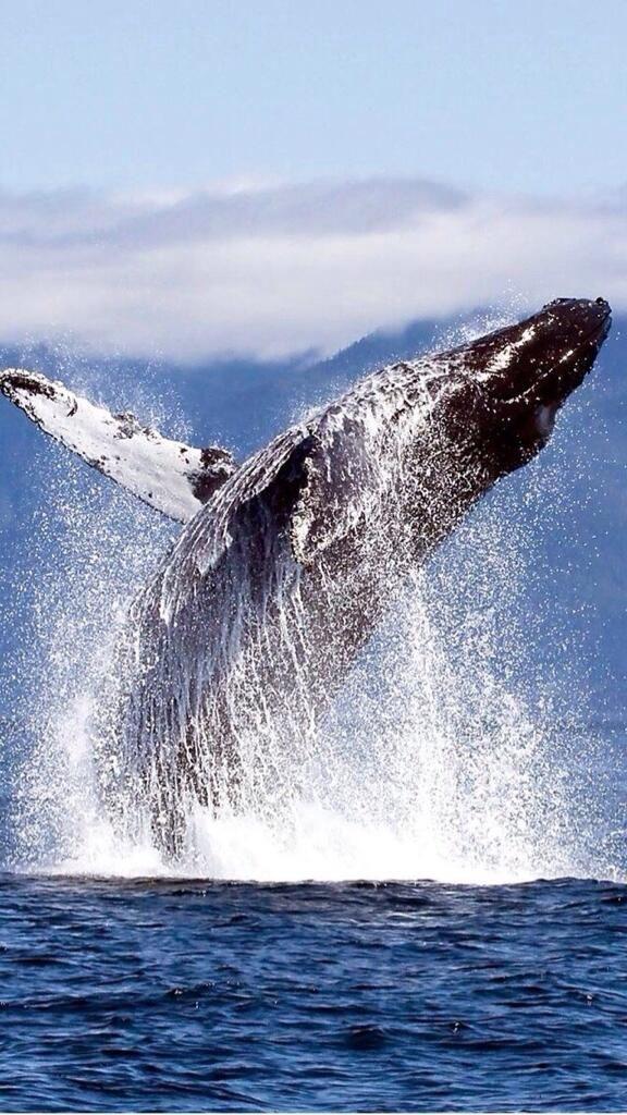 想要一些大海和鲸鱼的壁纸? - 知乎