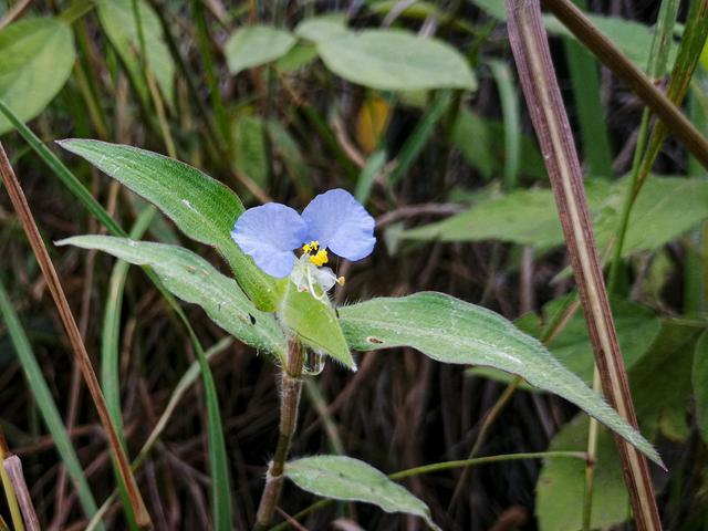 峨眉山野菜竹叶菜图片