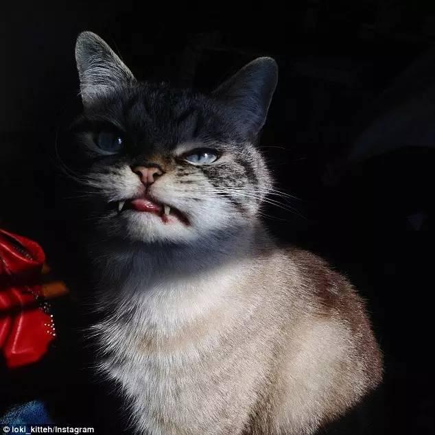 "凶残猫"面目狰狞似恶魔,爱不爱随你! - 知乎