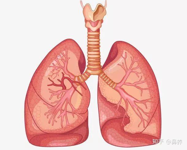 怎么养肺补气血 v2-72100e06b0aa220c4dab3d7c4c0a9724_r.jpg
