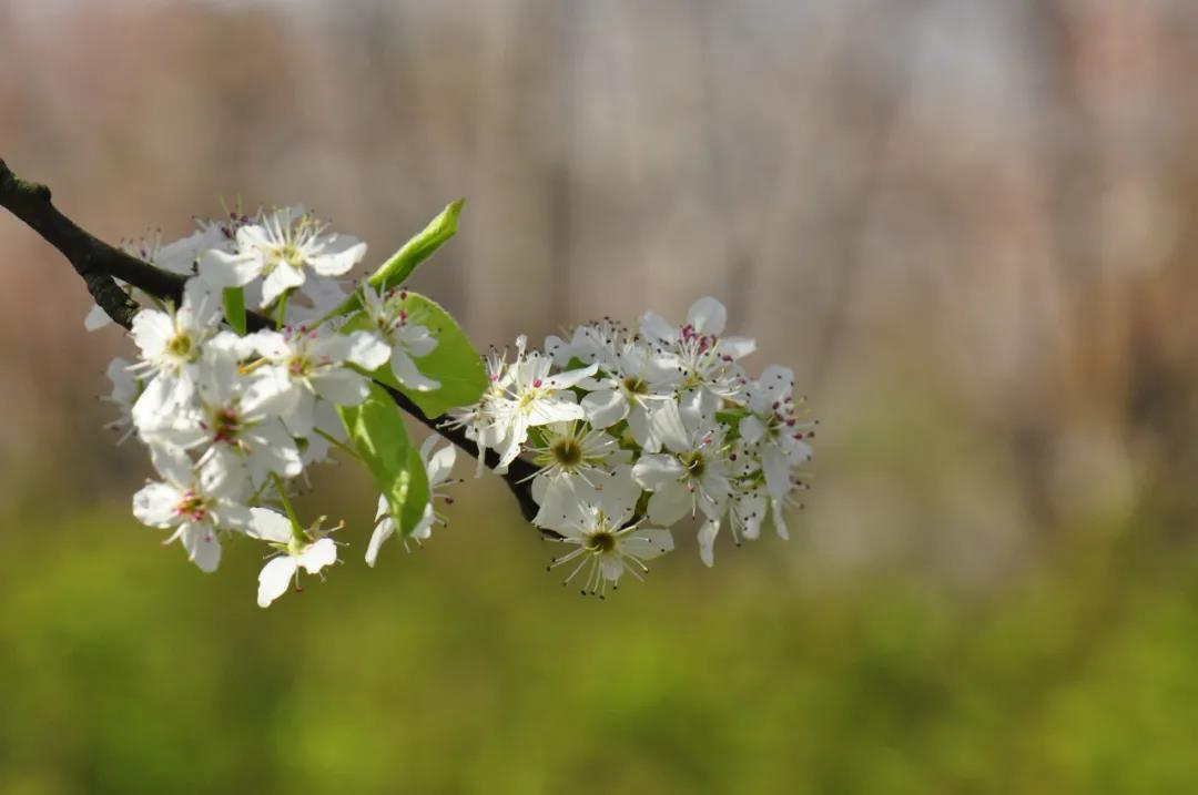 二十四节气春分雨霁风光千花百卉争明媚