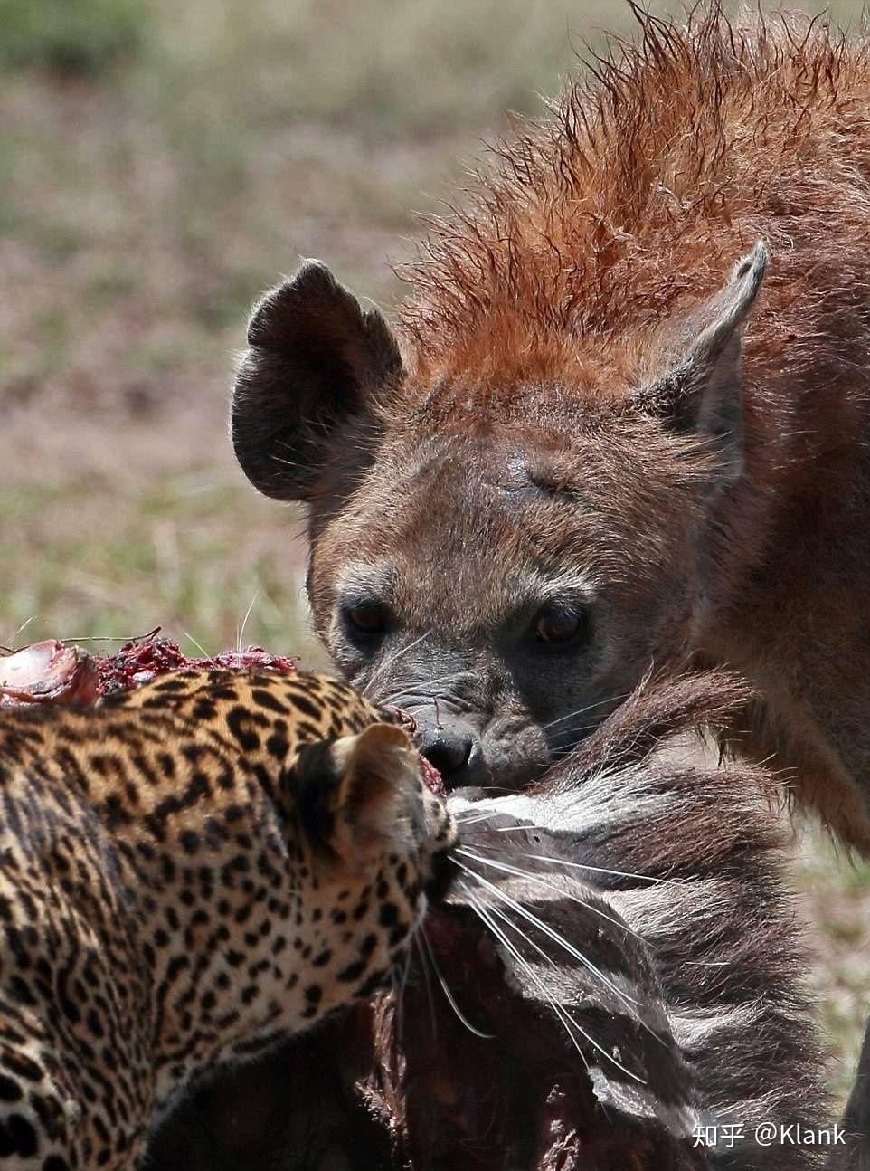 人能打过一只鬣狗吗 v2-7216604311bcf55e74dc3a3631cac350_r.jpg