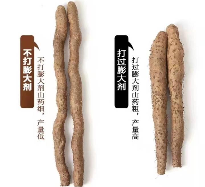 温县铁棍山药的前世今生,五招教你快速分辨真假垆土铁棍山药