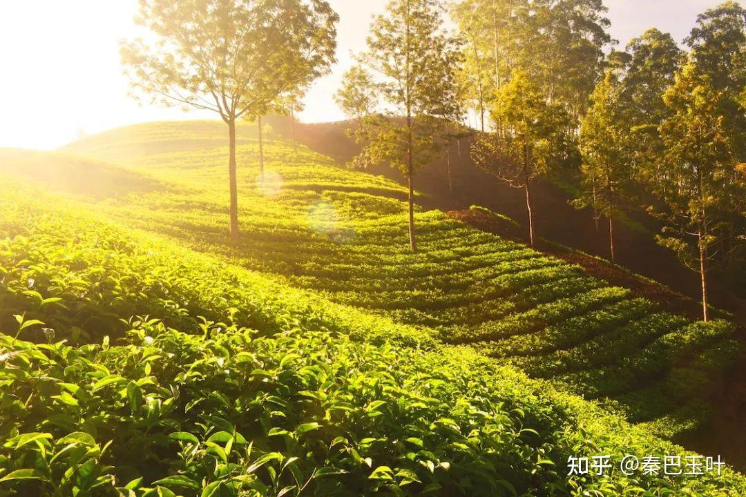 春茶最佳,夏茶最差?茶叶的四季之争 - 知乎