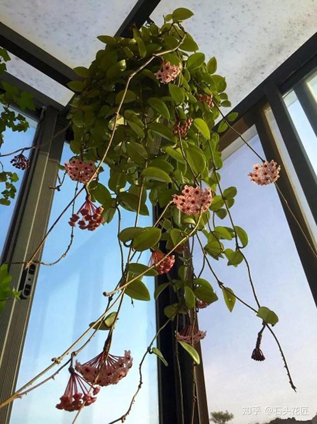 养球兰不开花可能是你剪了这东西难怪长得像绿萝