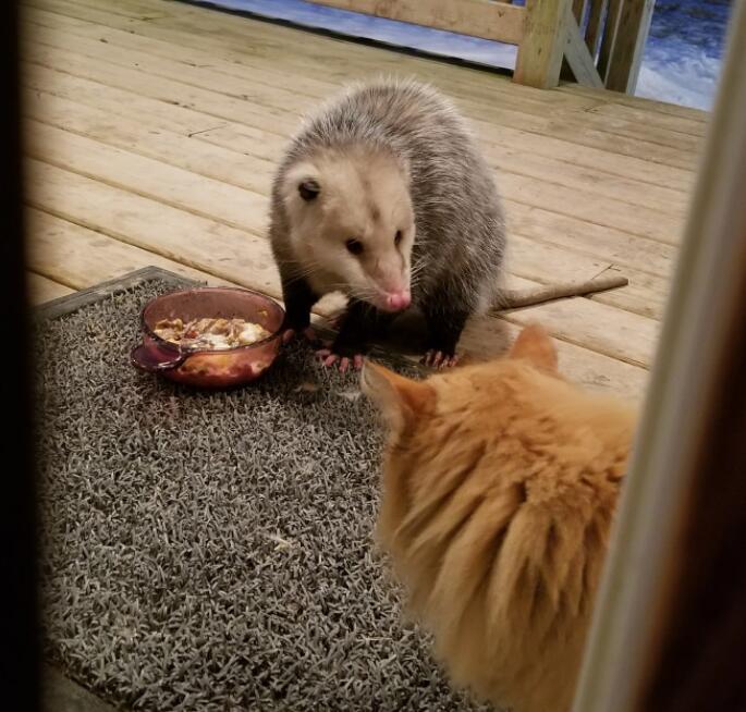 猫咪撞见跟自己一样大的老鼠瞬间好怂