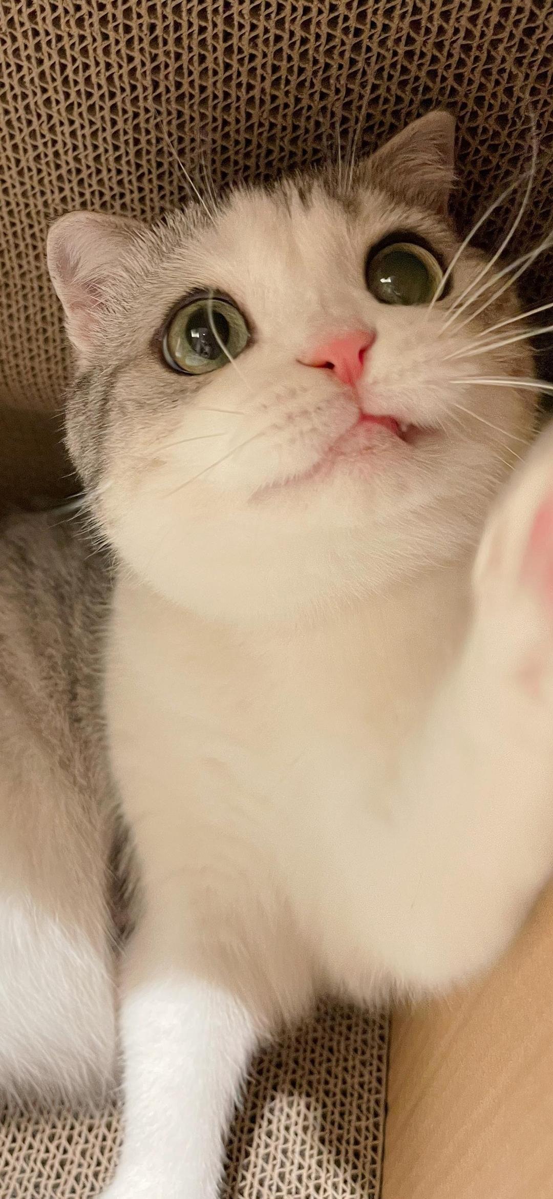 有没有ins风简约壁纸的类似于这种