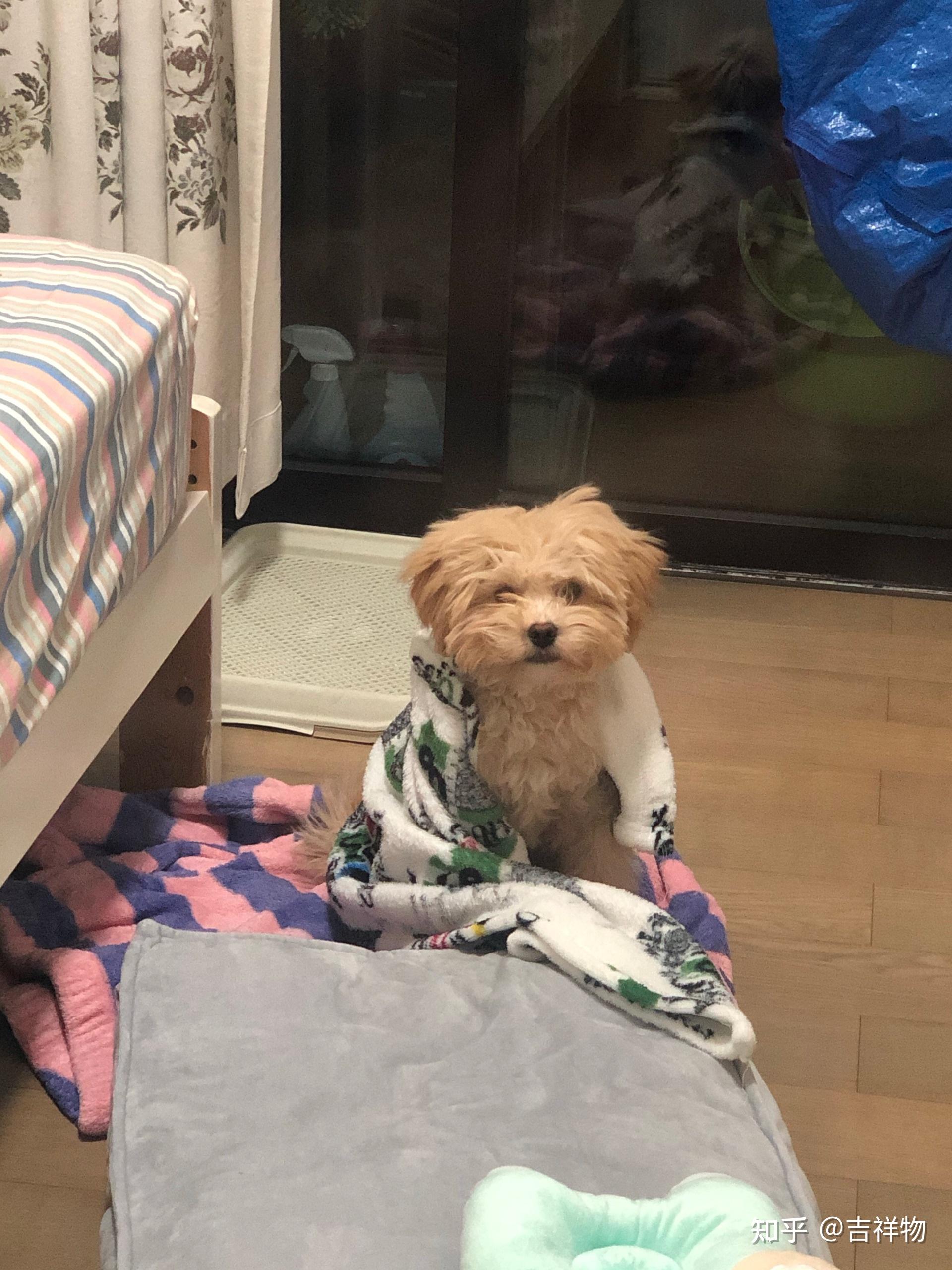 什么时候你觉得你家狗子是一只心机狗? - 知乎