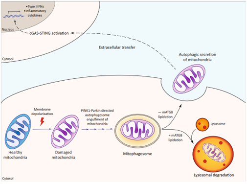 线粒体自噬机制、自噬性分泌、炎症反应 - 知乎
