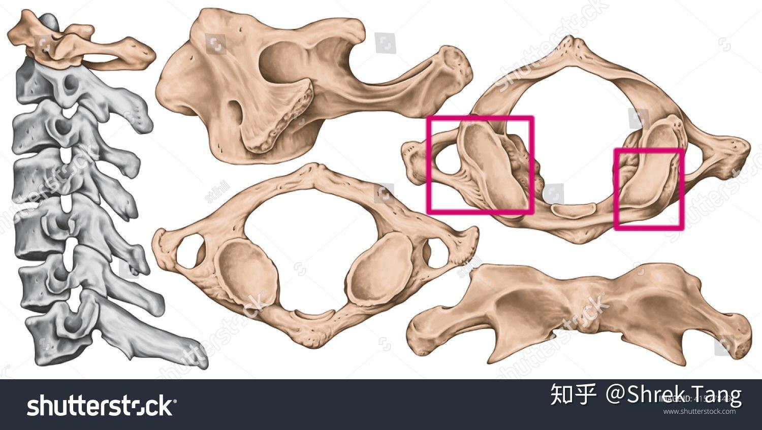 颈椎之寰枕关节 - 知乎