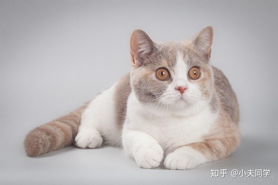 英短毛色大全集(双色 · 三花) - 知乎