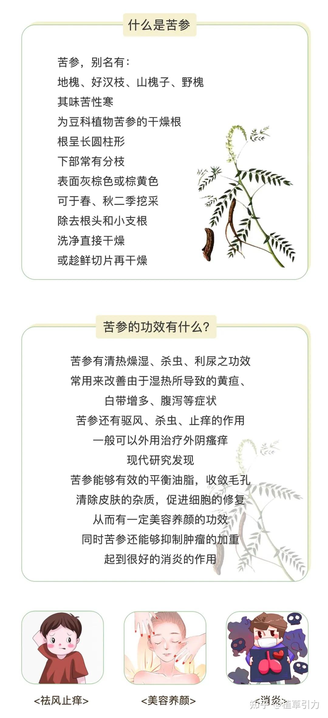 草作头皮营养液----苦参     苦参并非人参,但它对头发的作用可不容