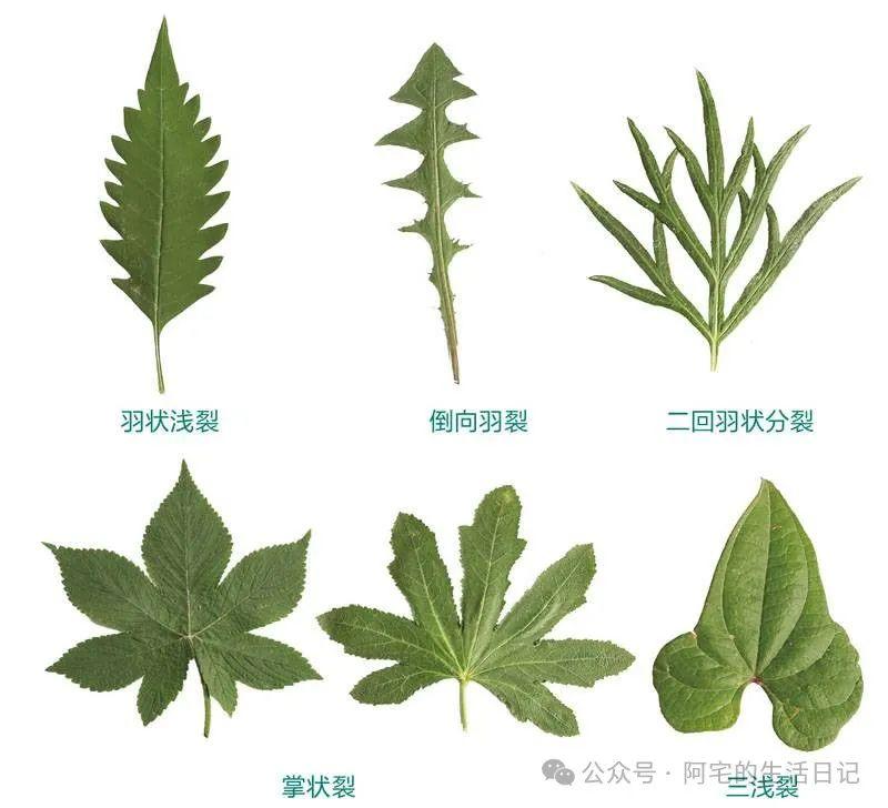 植物分类术语图解及分类方法 - 知乎